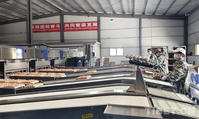 【高质量发展看西藏】特色产业引领增收致富路(图2) 【高质量发展看西藏】特色产业引领增收致富路(图2)