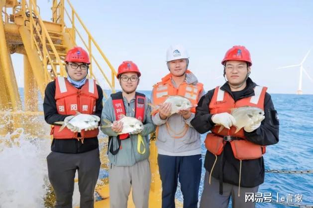 “明渔一号”第二季规模化养殖大获成功深远海风渔融合再创佳绩(图1) “明渔一号”第二季规模化养殖大获成功深远海风渔融合再创佳绩(图1)