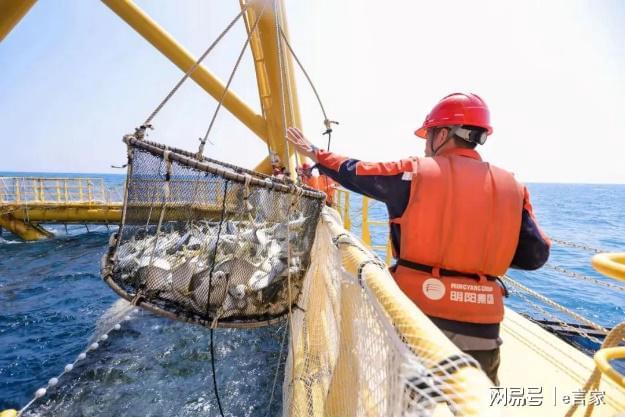 “明渔一号”第二季规模化养殖大获成功深远海风渔融合再创佳绩(图3) “明渔一号”第二季规模化养殖大获成功深远海风渔融合再创佳绩(图3)